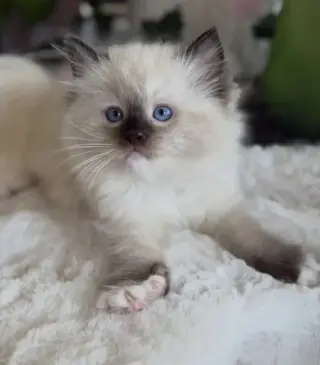Purebred  Ragdoll For Sale