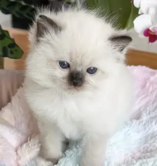 Ragdoll Available
