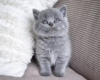 British shorthair Available