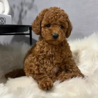 poodle puppy ready