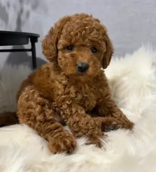 poodle puppy ready