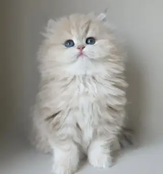 Two Persian Ready