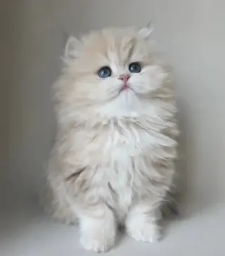 Two Persian Ready