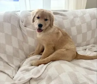 Super Golden Retriever