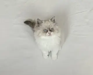 Gatitos Ragdoll Azules