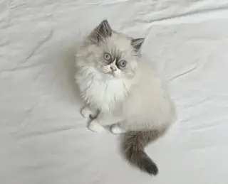Gatitos Ragdoll Azules