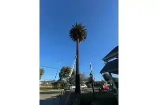 SERVICIO COMPLETO DE ÁRBOLES