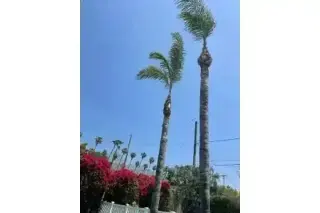 SERVICIO COMPLETO DE ÁRBOLES