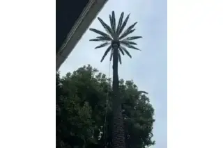 SERVICIO COMPLETO DE ÁRBOLES