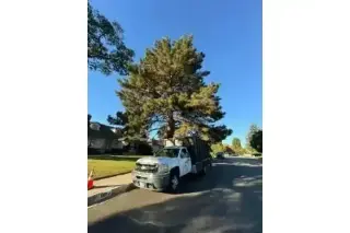 SERVICIO COMPLETO DE ÁRBOLES