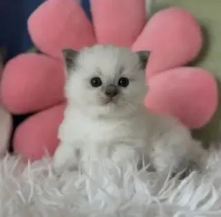 Boy Ragdoll available