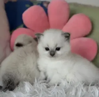Boy Ragdoll available