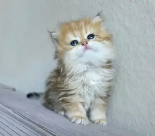 Preciosos gatitos Persian