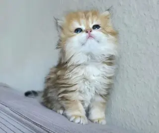 Preciosos gatitos Persian