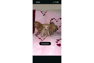 🐶 PERRITOS EN VENTA 🐶