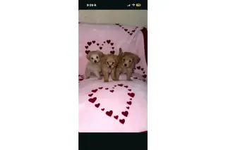 🐶 PERRITOS EN VENTA 🐶