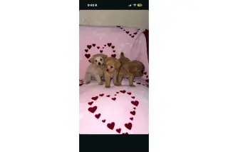 🐶 PERRITOS EN VENTA 🐶