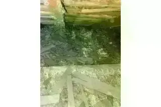 PEST CONTROL