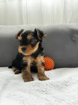 Cachorros Yorkshire Terrier