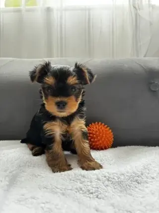 Cachorros Yorkshire Terrier