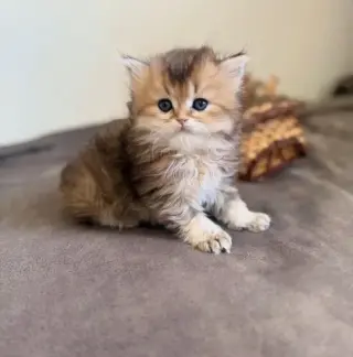 Super Persian available