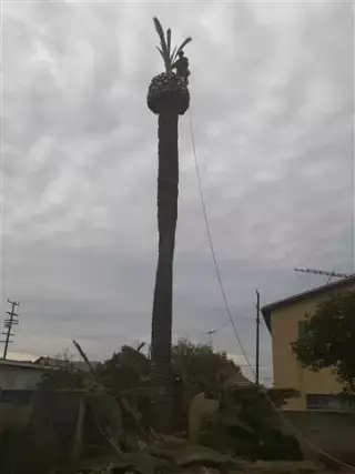 Servicios de arboles y palmas