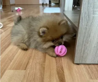 Teacup Pomeranian Available