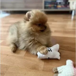 Teacup Pomeranian Available