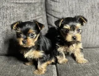 Yorke babies for sale