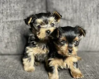 Yorke babies for sale