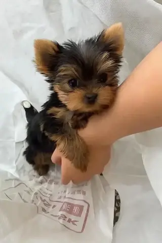 Cachorros de Yorkshire Terrier