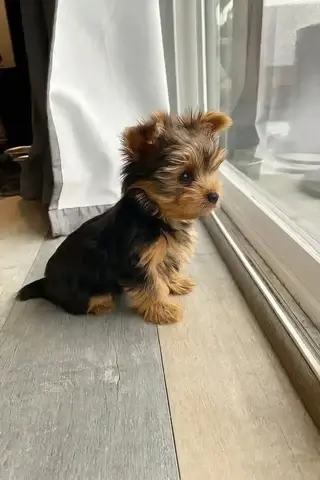 Cachorros de Yorkshire Terrier