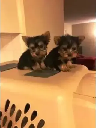Cachorros de Yorkshire Terrier