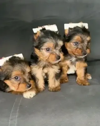 Cachorros de Yorkshire Terrier