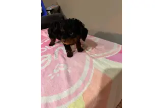 🐶 PERRITOS EN VENTA 🐶