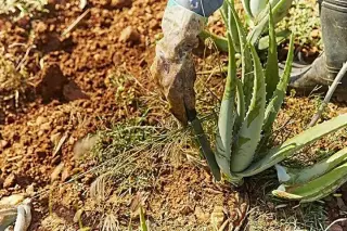 Aloe Vera para beber Forever