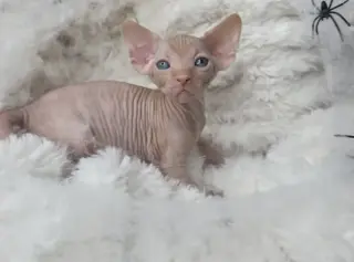 Sphinx babies available