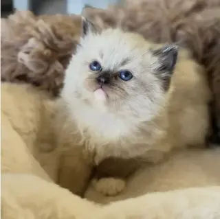 Ragdoll Kittens For Sale