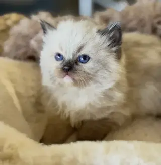Ragdoll Kittens For Sale