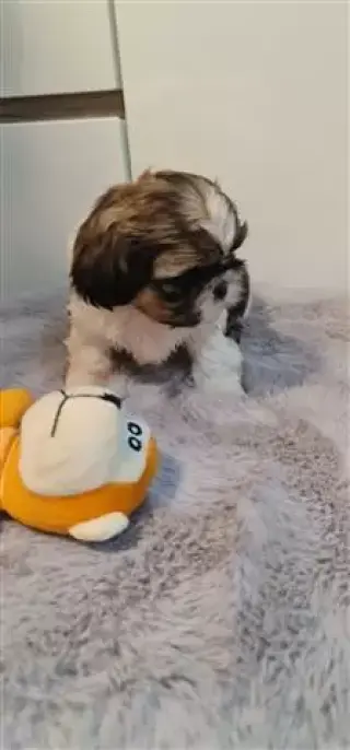 Shih tzu puppies