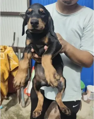 Doberman