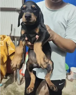 Doberman