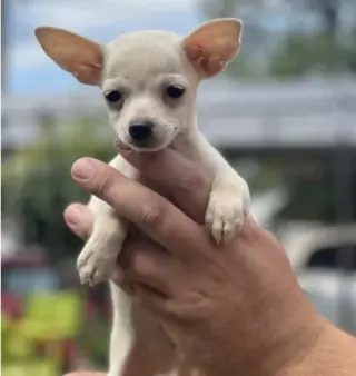 Chihuahuas Available