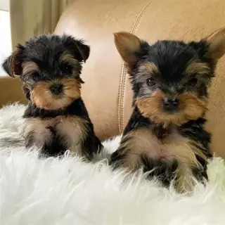 Cachorros yorkie
