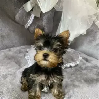 Cachorros yorkie
