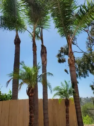 🏡 Landscaping 24/7 Vista