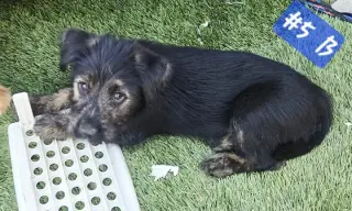 Perritos de 10 Semanas⁹