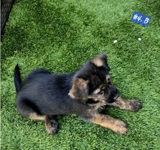 Perritos de 10 Semanas⁹