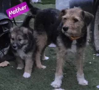 Perritos de 10 Semanas⁹