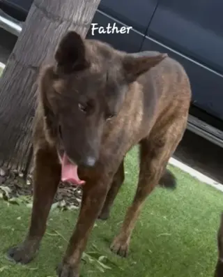 Perritos de 10 Semanas⁹